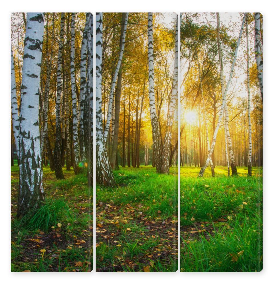 Obraz Tryptyk Autumn birch trees in bright