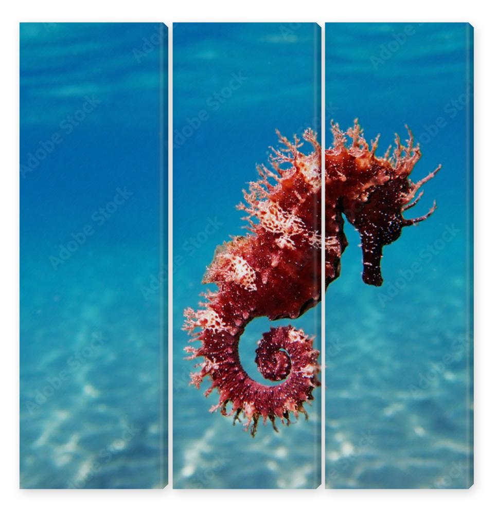 Obraz Tryptyk Mediterranean Seahorse -