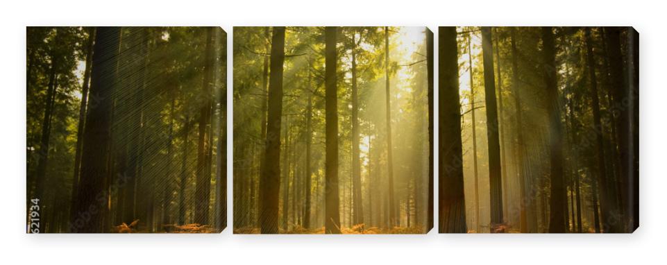 Obraz Tryptyk Beautiful Forest
