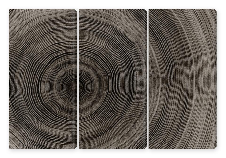 Obraz Tryptyk Warm gray cut wood texture.