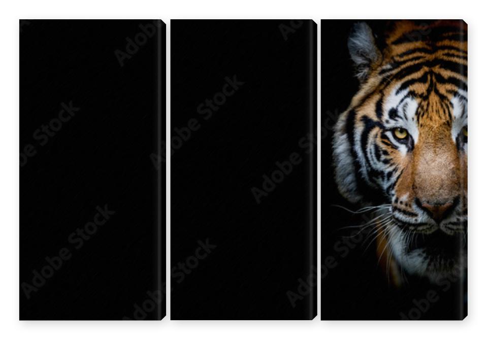 Obraz Tryptyk Tiger with a black background