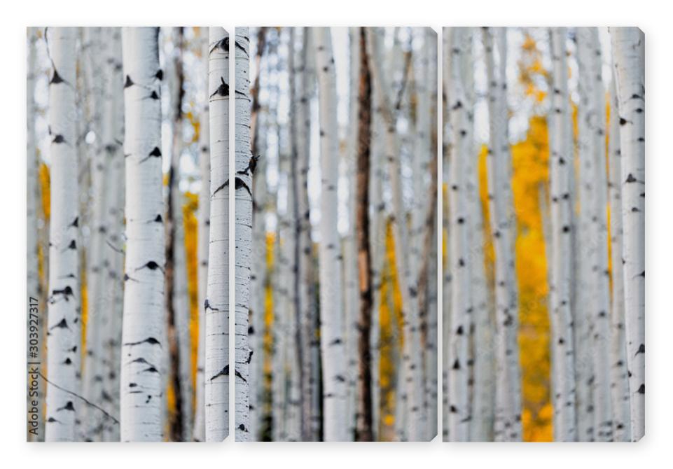 Obraz Tryptyk Colorado mountains foliage in