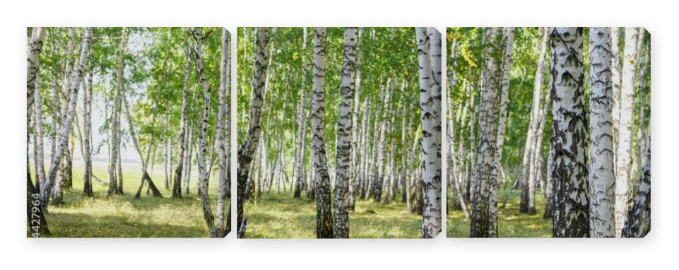Obraz Tryptyk Green summer birch forest