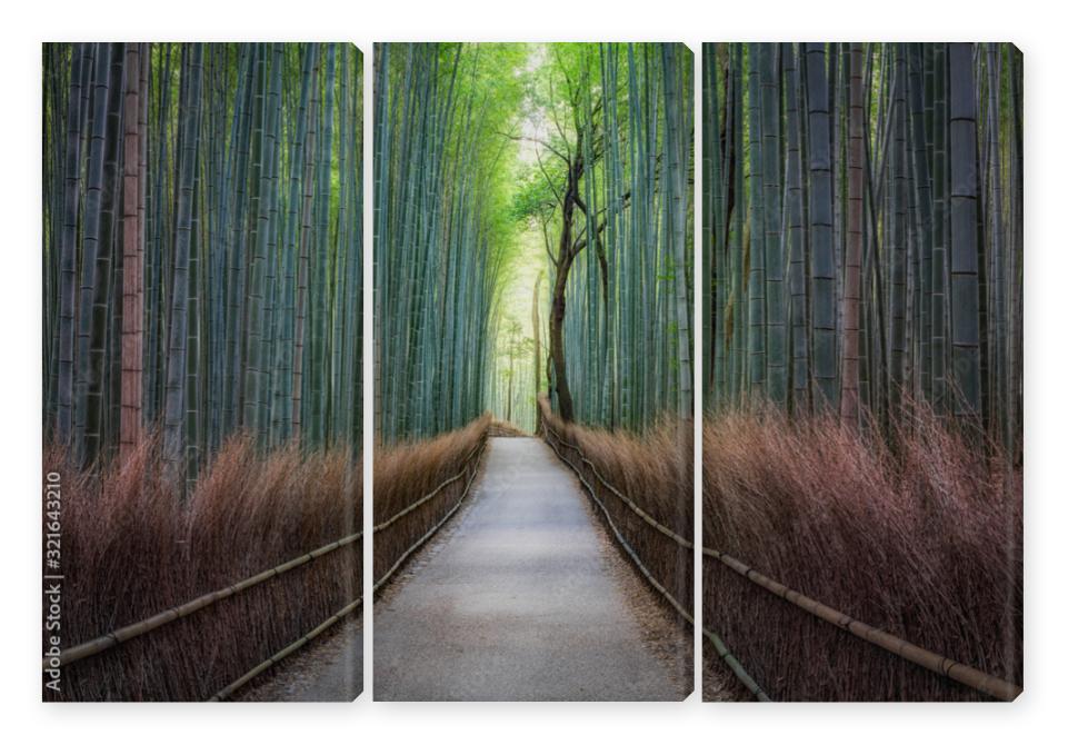 Obraz Tryptyk Bamboo forest in Arashiyama,
