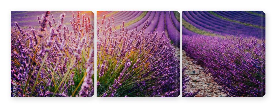 Obraz Tryptyk Blooming lavender field at