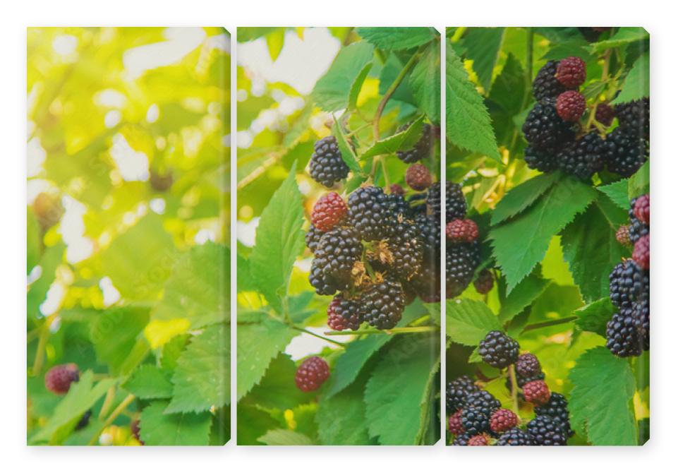 Obraz Tryptyk Blackberry berries on the