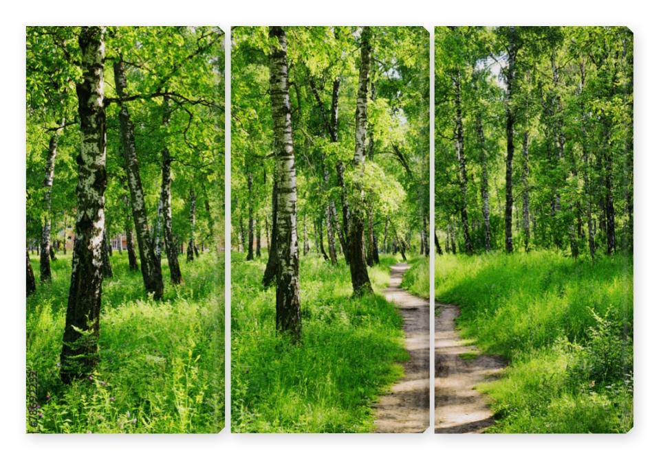 Obraz Tryptyk Brzozowy las na słonecznym dniu.